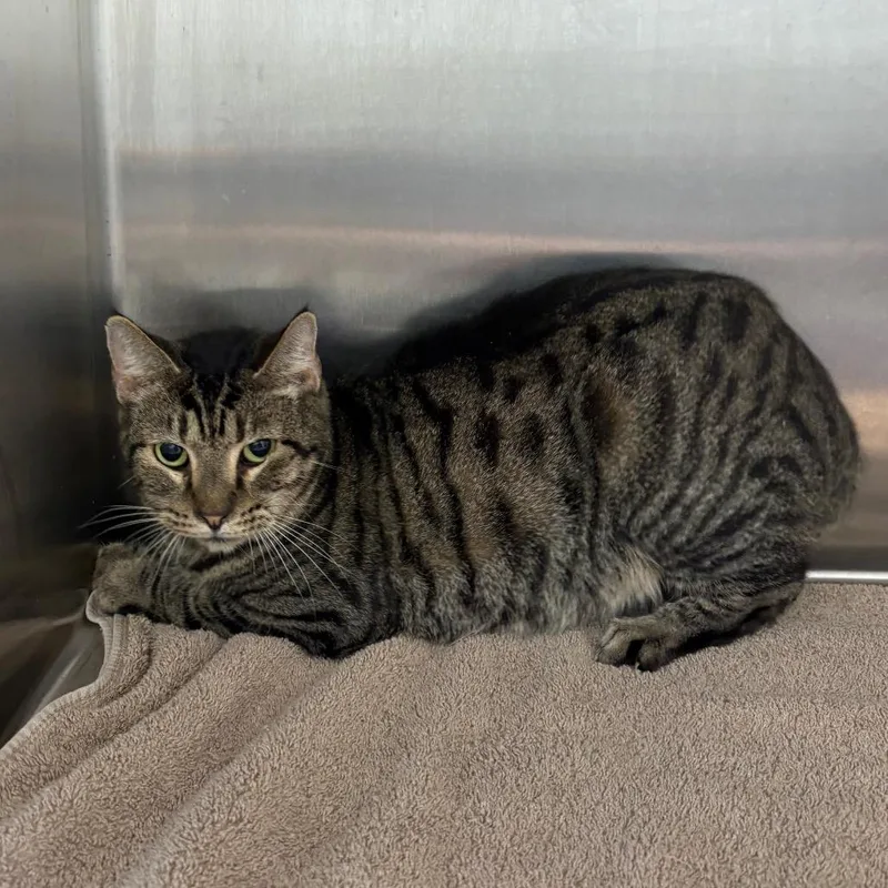 A senior medium-sized male Brown / Chocolate Domestic Short Hair cat named Fat Man for adoption in Morganton, NC