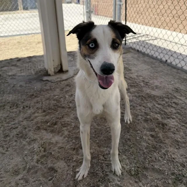 An adult small-sized female Terrier dog named Grace for adoption in Riverside, CA
