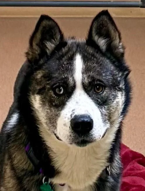 A young medium-sized female Black Akita dog named Suki for adoption in Norwalk, CT