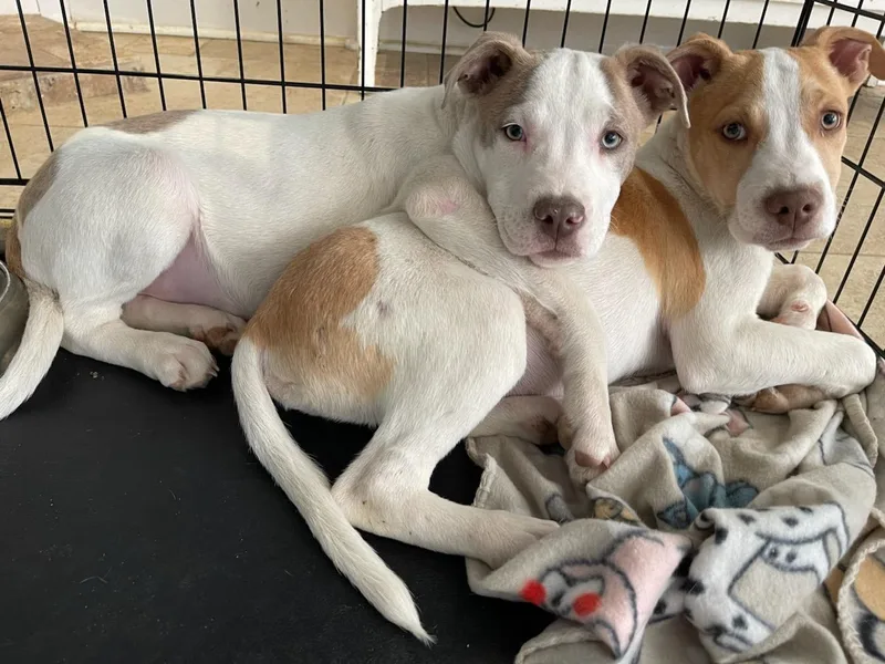 A baby medium-sized male American Bulldog dog named Ace for adoption in Plano, TX