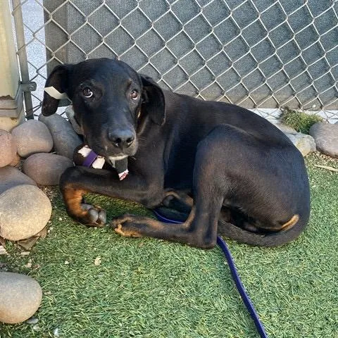 A young medium-sized male Black Mixed Breed dog named Binky for adoption in Phoenix, AZ