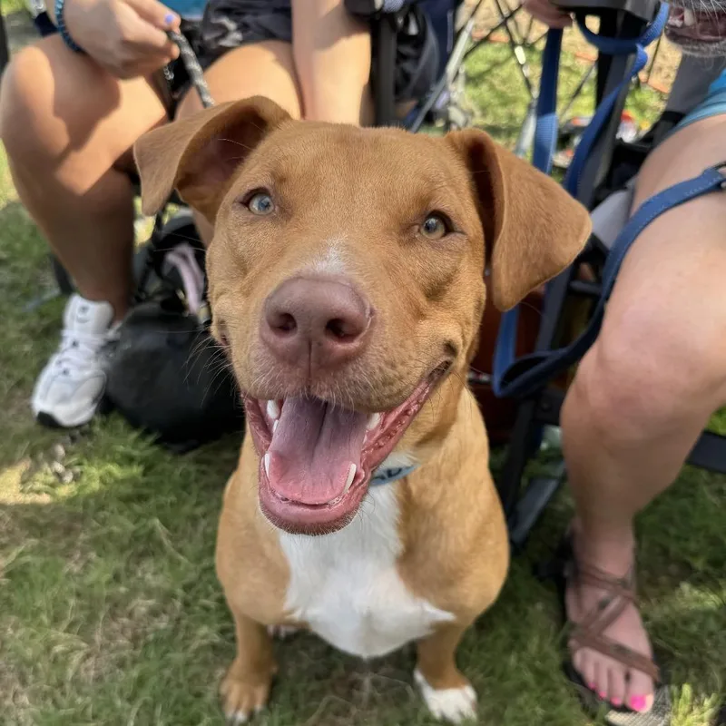 A young medium-sized male Apricot / Beige Mixed Breed dog named Huck for adoption in Saint Charles, MO