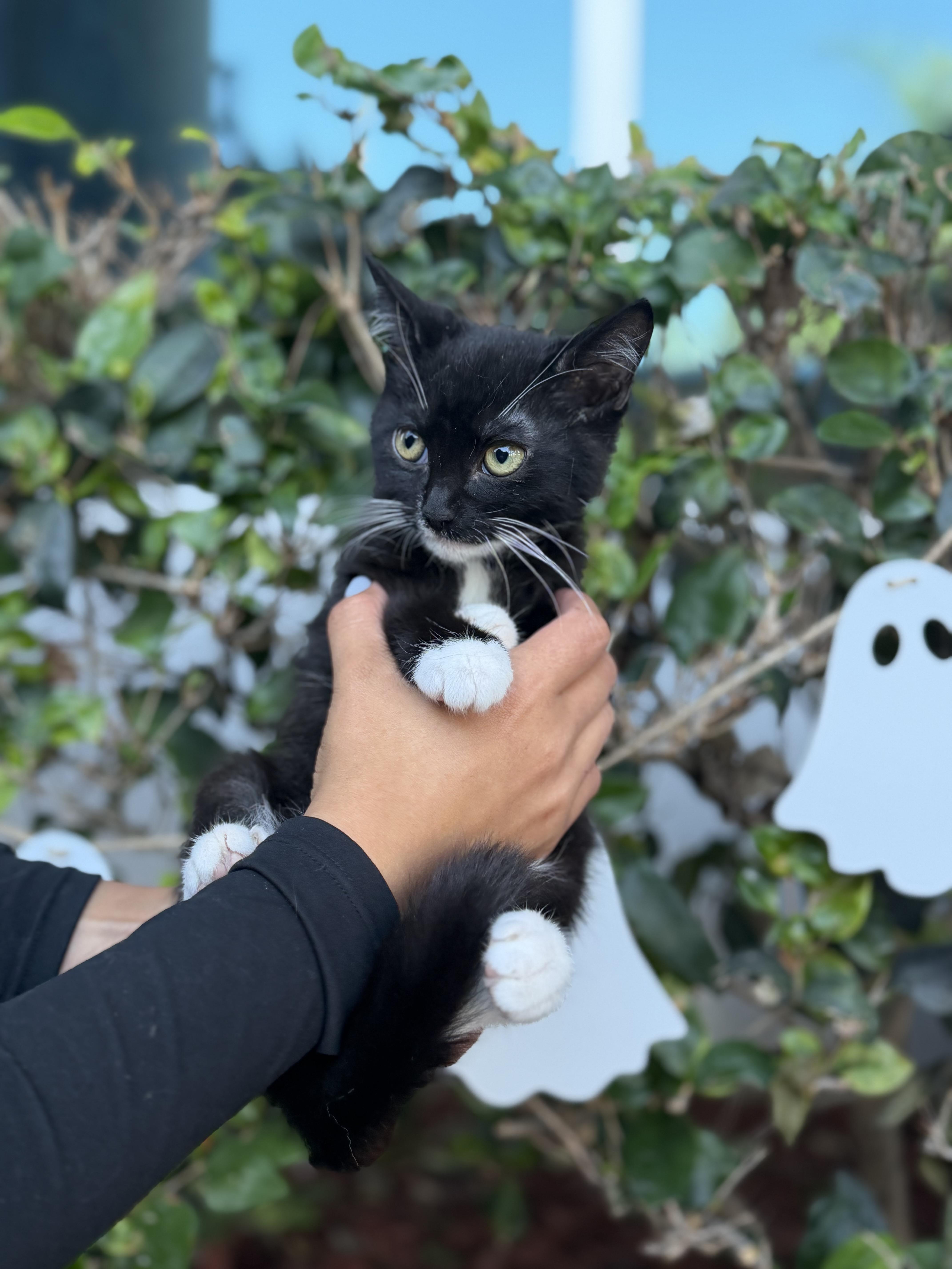 A baby small-sized male Tuxedo cat named Fish for adoption in South El Monte, CA