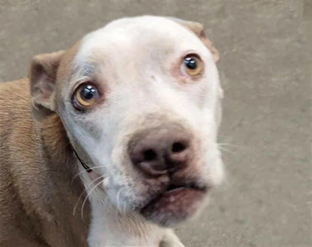 An adult small-sized female Pit Bull Terrier dog named Allie for adoption in Tucson, AZ