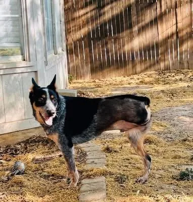 A young medium-sized male Australian Cattle Dog / Blue Heeler dog named Jax for adoption in Moyock, NC