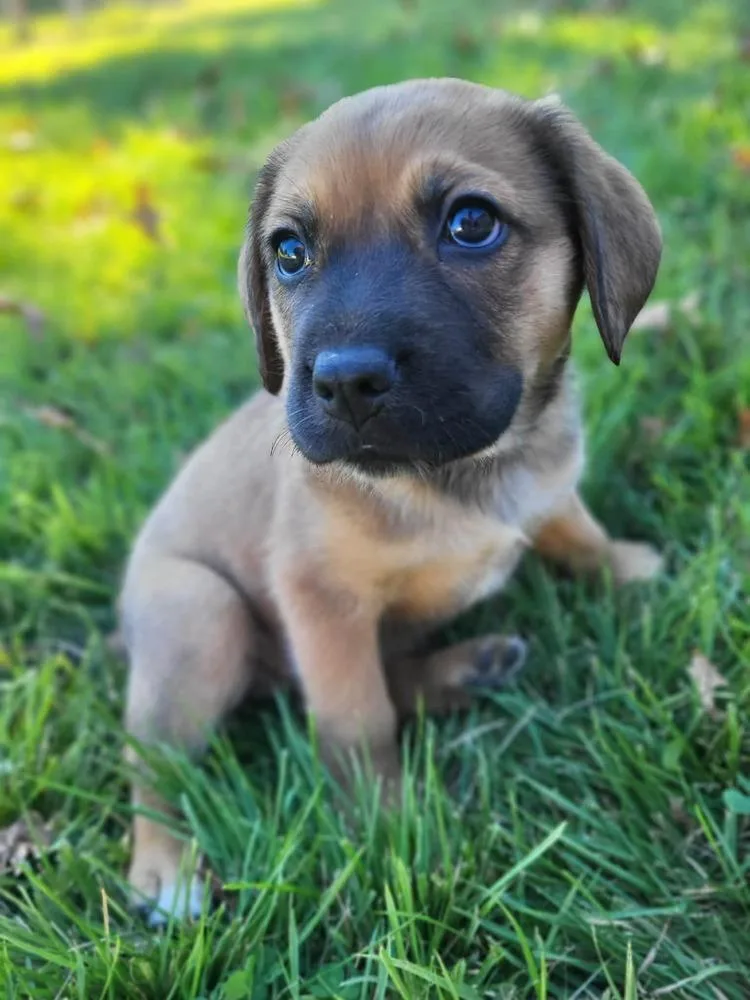 A baby medium-sized female Australian Cattle Dog / Blue Heeler dog named Spring for adoption in Pottstown, PA
