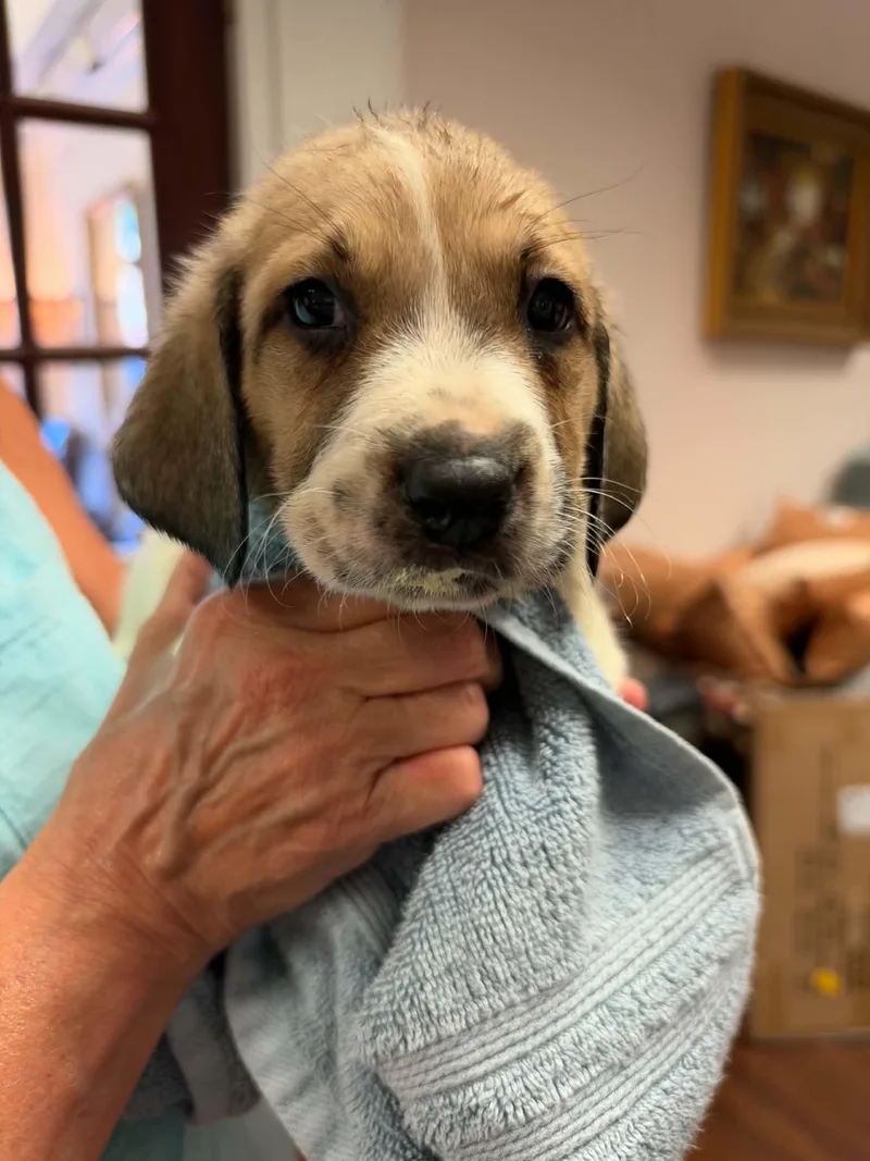 A baby large-sized male Anatolian Shepherd dog named Merlin Halloween Litter for adoption in Holly Springs, NC
