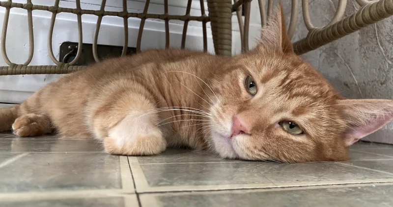 An adult medium-sized male Tabby (Orange / Red) Domestic Short Hair cat named Danny Boy for adoption in Hartville, OH