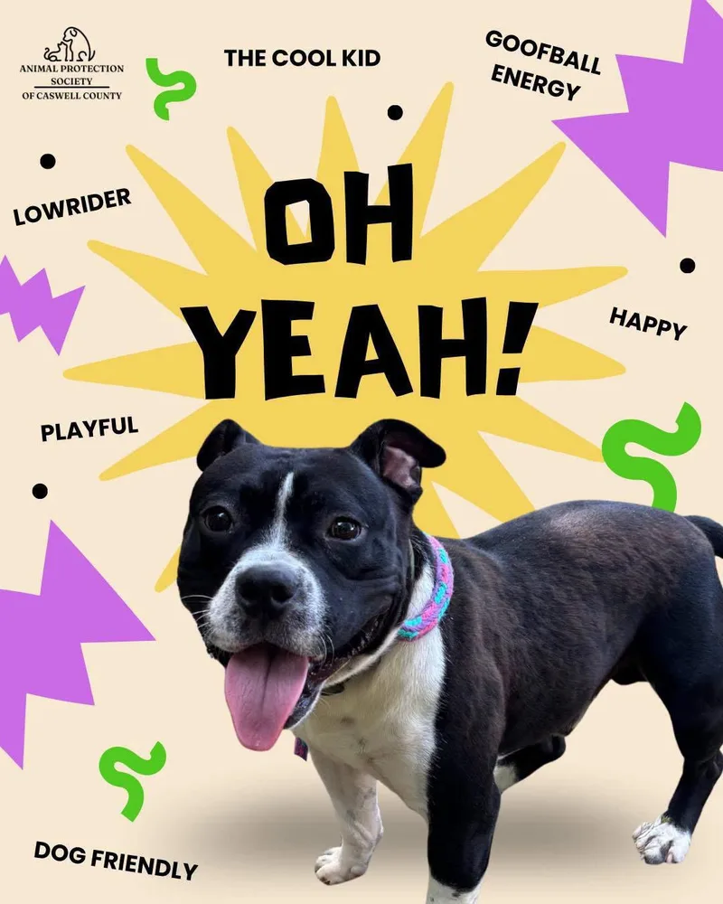 An adult medium-sized male Pit Bull Terrier dog named Yay for adoption in Herndon, VA