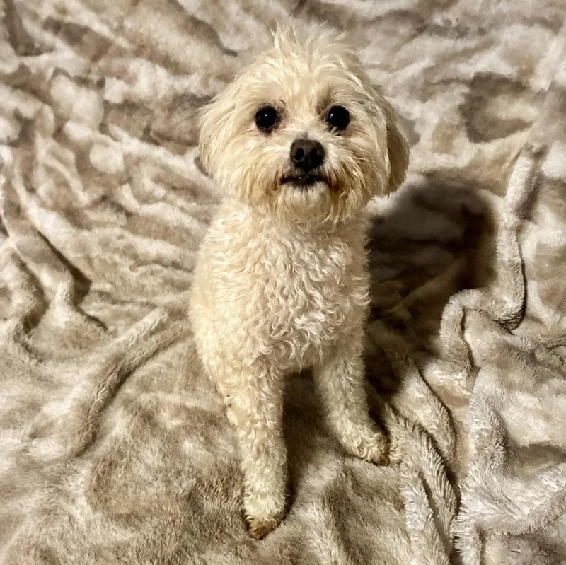 An adult small-sized female White / Cream Maltipoo dog named Best Friend for adoption in Pelham, NH