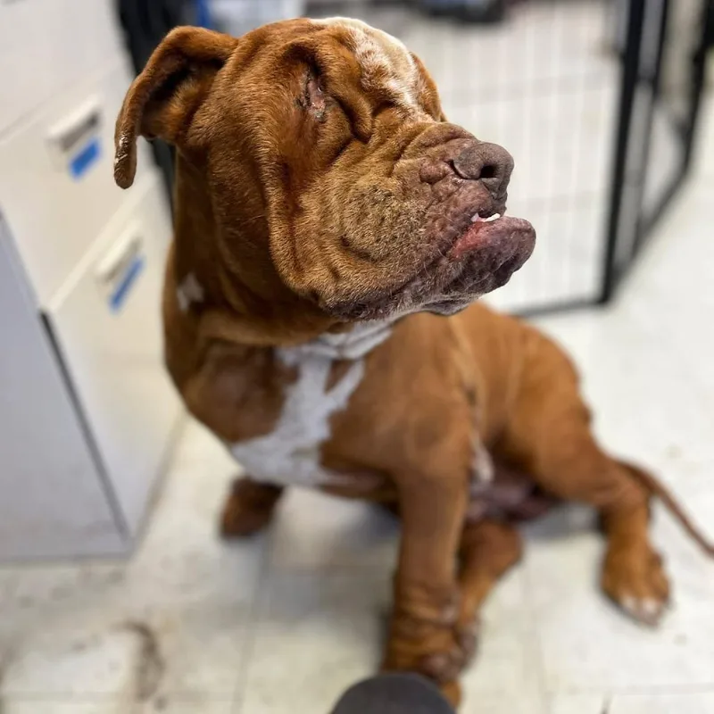 An adult medium-sized male Brown / Chocolate American Bulldog dog named Georgie for adoption in Sonoma, CA
