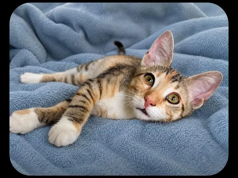 A baby small-sized female Domestic Short Hair cat named Kiwi MT for adoption in Greenville, SC