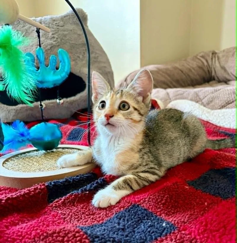 Kiwi MT thumbnail 2