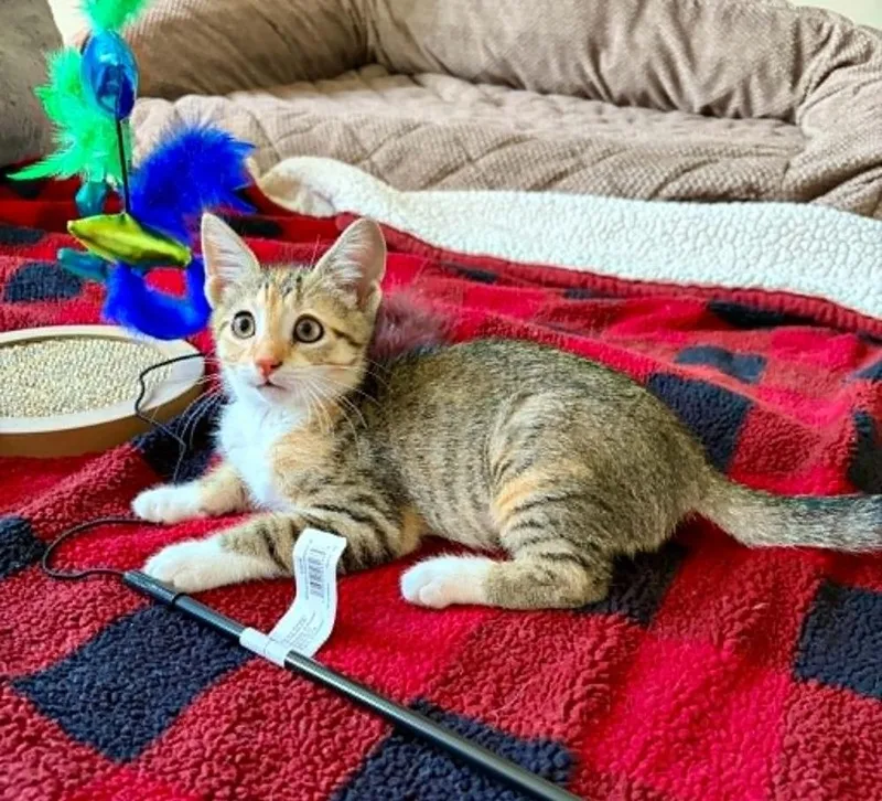 Kiwi MT thumbnail 3