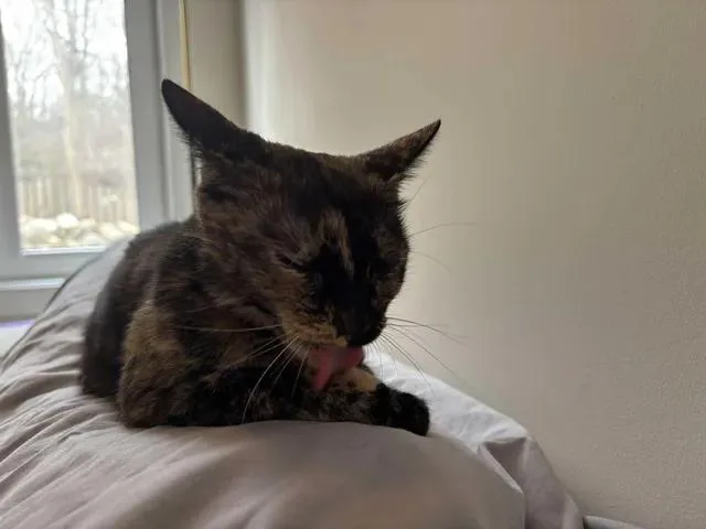 An adult medium-sized female Tortoiseshell Domestic Short Hair cat named Cloe for adoption in Lincoln Park, NJ