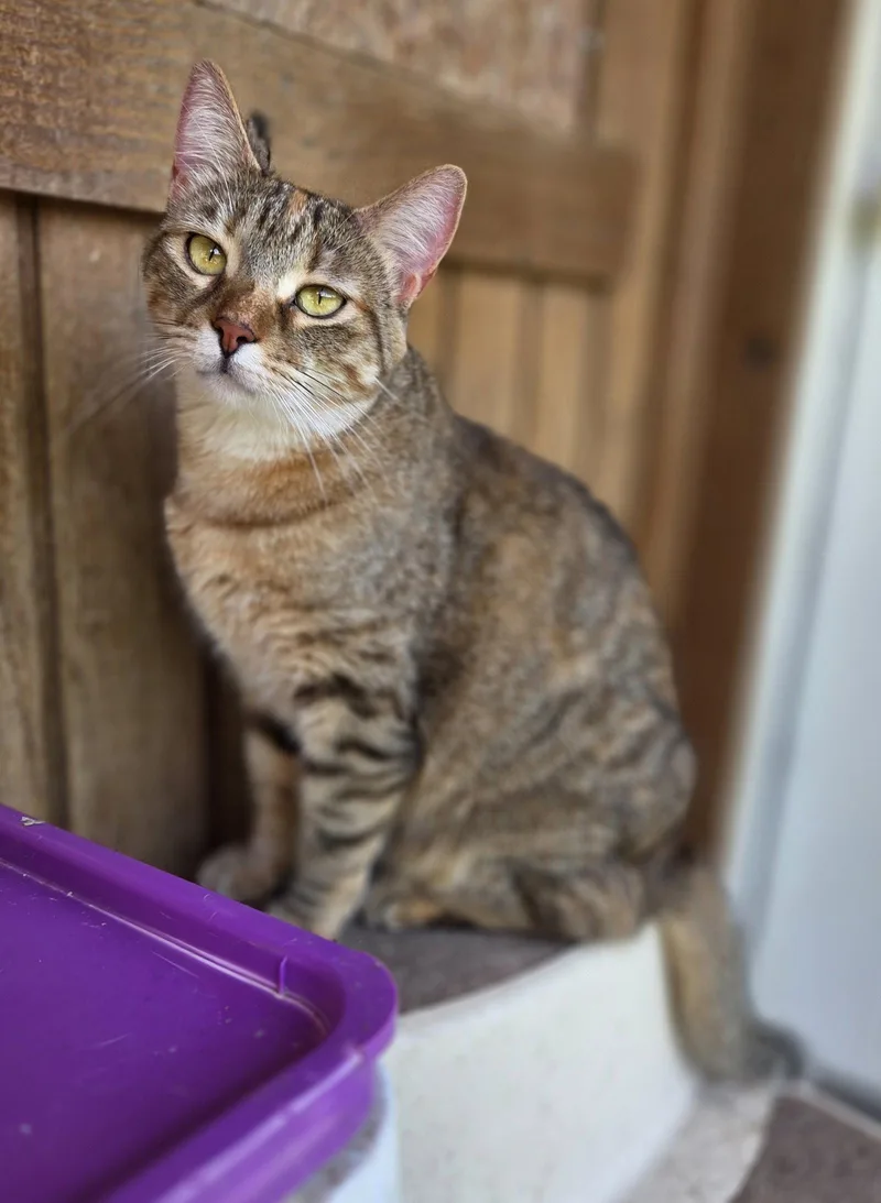 An adult medium-sized female Domestic Short Hair cat named Scarlett for adoption in Attalla, AL