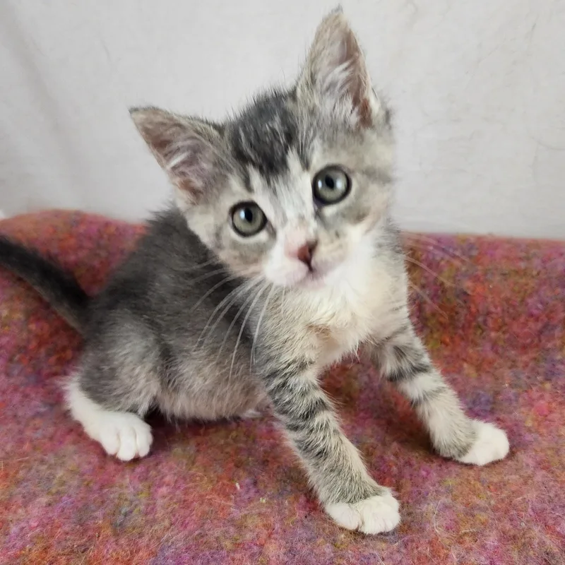 A baby small-sized female Tabby (Gray / Blue / Silver) Domestic Short Hair cat named Pearl for adoption in New York, NY