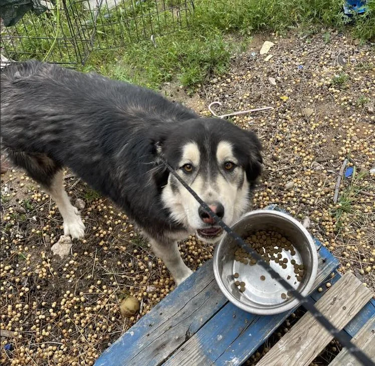 Ryju And Soot thumbnail 3