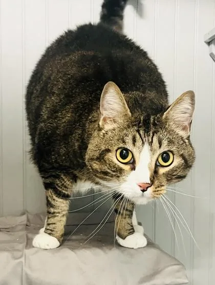 An adult extra large-sized male Domestic Short Hair cat named Tiger for adoption in Savannah, GA