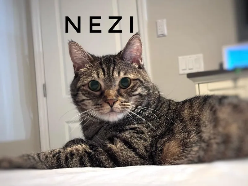 Neziko thumbnail 4
