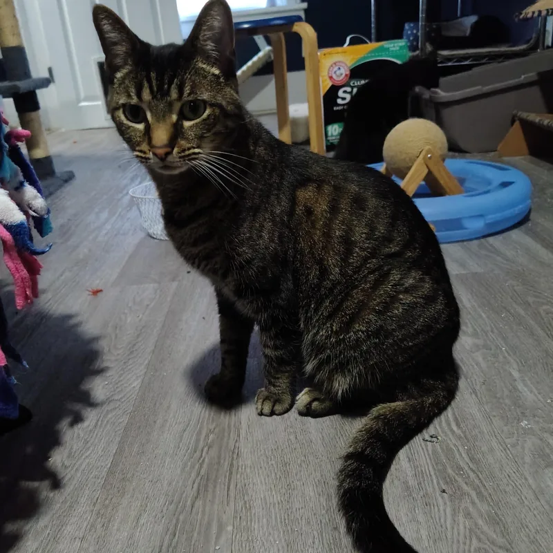 An adult medium-sized male Tabby (Gray / Blue / Silver) Domestic Short Hair cat named Spartacus for adoption in Ionia, MI