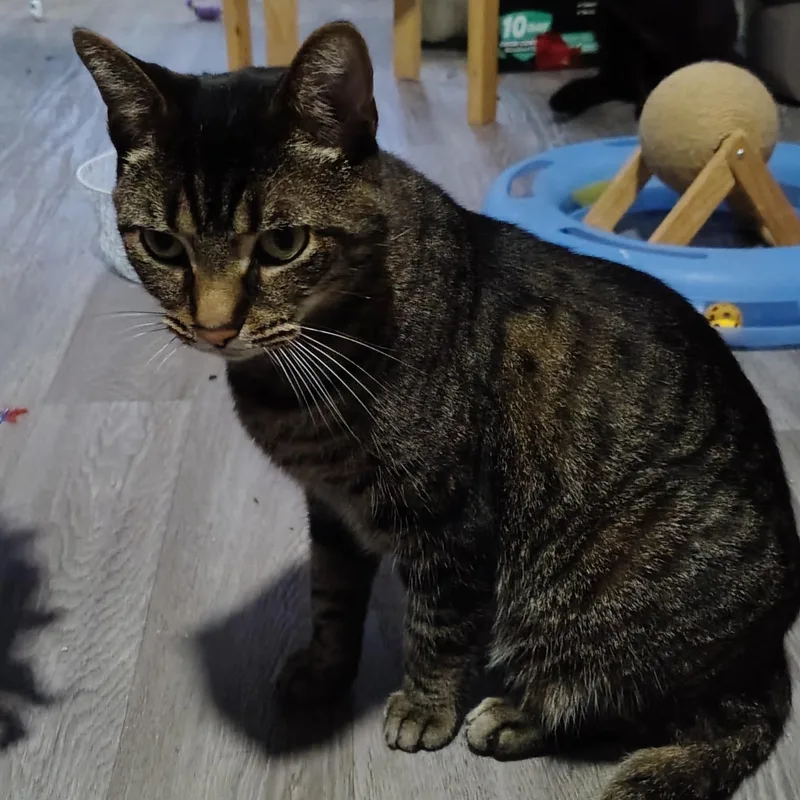 Spartacus thumbnail 2