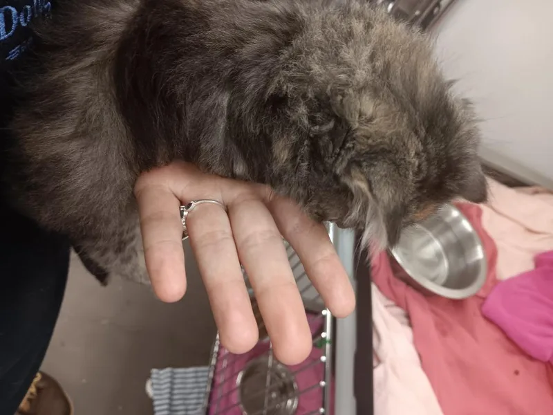 Norma thumbnail 4