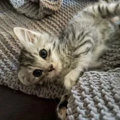 A baby small-sized male Domestic Short Hair cat named Reagan for adoption in Cumming, GA