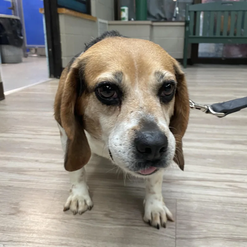 Big Marge thumbnail 3