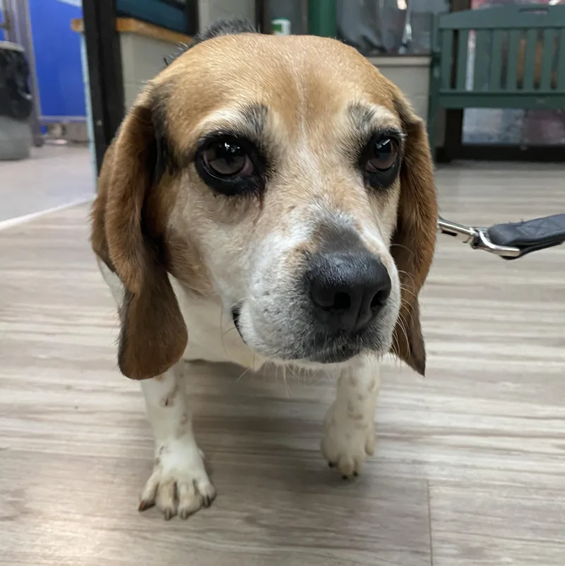 Big Marge thumbnail 4