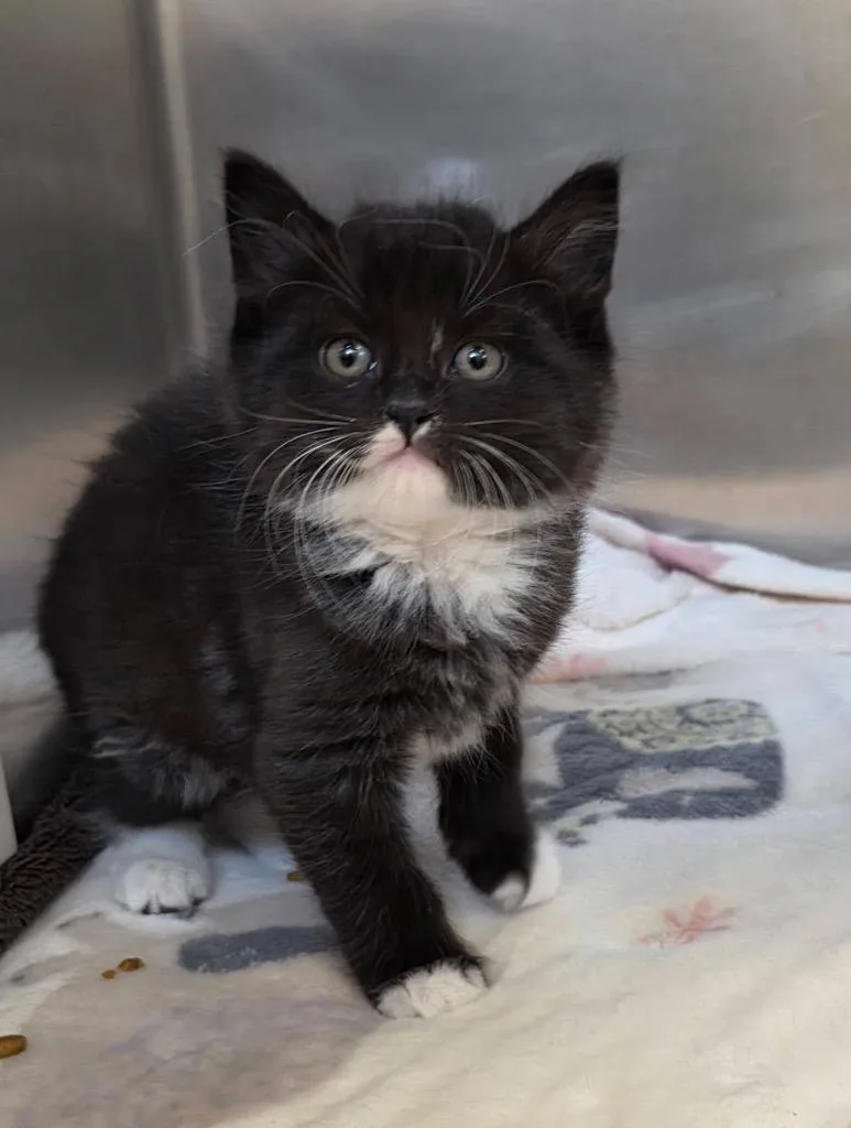 A baby small-sized female Domestic Short Hair cat named Fawn for adoption in Liverpool, NY