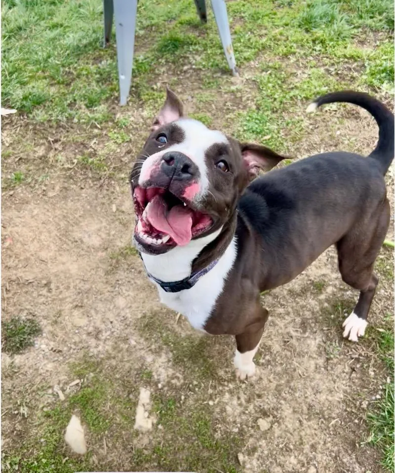 A young medium-sized female Pit Bull Terrier dog named Panda for adoption in New Manchester, WV