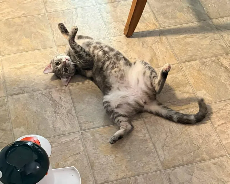 A young medium-sized female Tabby (Gray / Blue / Silver) Domestic Short Hair cat named Jennifer Juniper for adoption in Los Angeles, CA