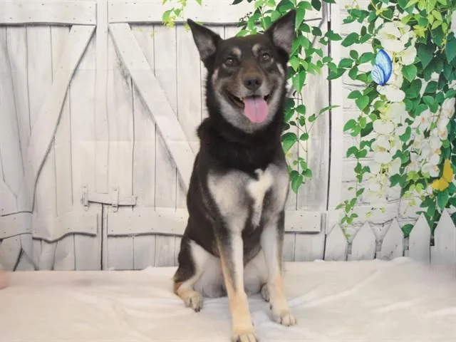 An adult medium-sized female German Shepherd Dog dog named Bella for adoption in Oroville, CA