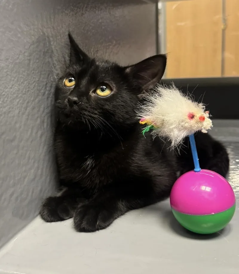 A baby small-sized female Domestic Short Hair cat named Monique Ewadar for adoption in Chandler, AZ