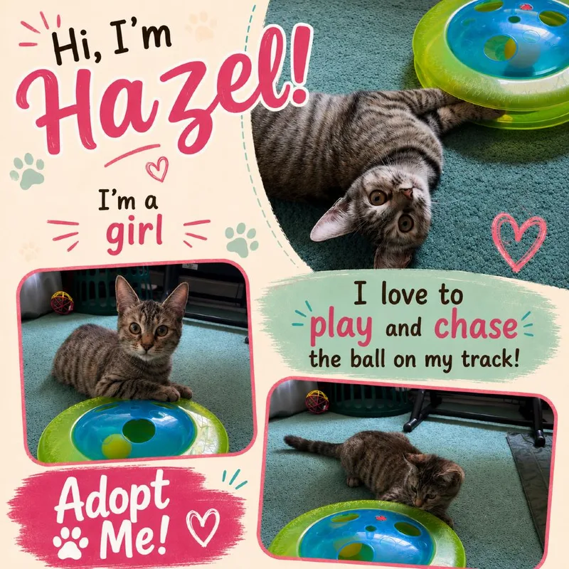 A young small-sized female Brown / Chocolate Domestic Short Hair cat named Hazel for adoption in Mount Laurel, NJ
