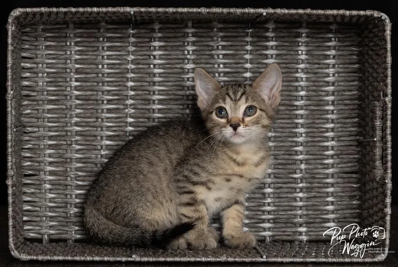 A baby small-sized male Domestic Short Hair cat named Franklin for adoption in Claremore, OK