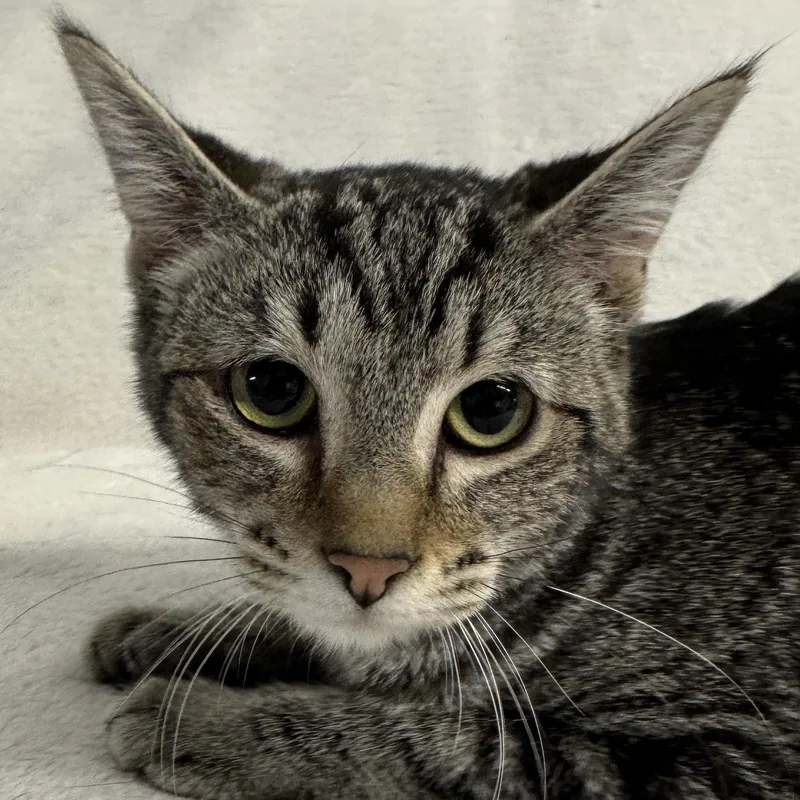 A baby small-sized female Domestic Short Hair cat named Lolly for adoption in Auburn, NE
