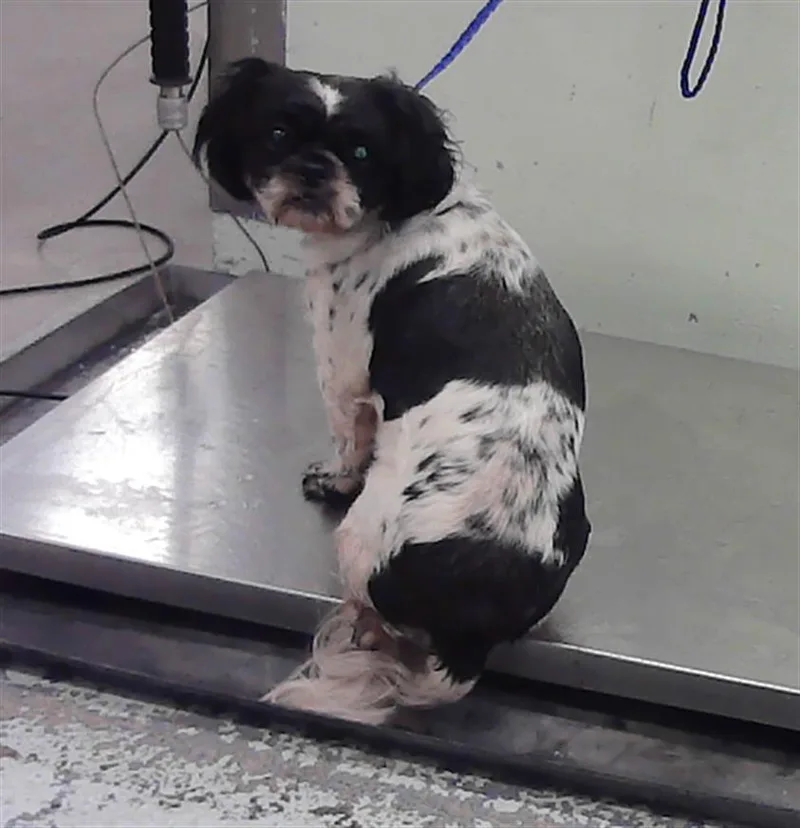 A young medium-sized female Shih Tzu dog named Hari for adoption in Houston, TX