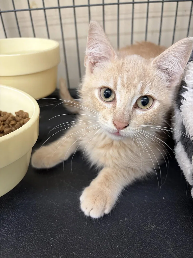 A baby medium-sized male Tabby (Buff / Tan / Fawn) Tabby cat named Oscar for adoption in Smithtown, NY