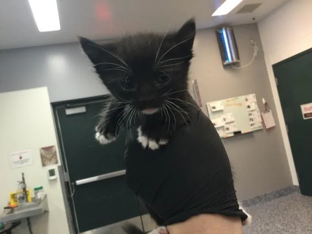 A baby small-sized female Domestic Short Hair cat named Panini for adoption in Thousand Palms, CA