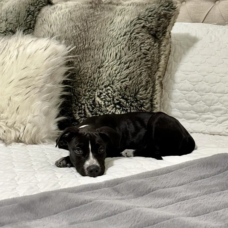 A baby medium-sized female Black Mixed Breed dog named Flower for adoption in Rock Hill, SC