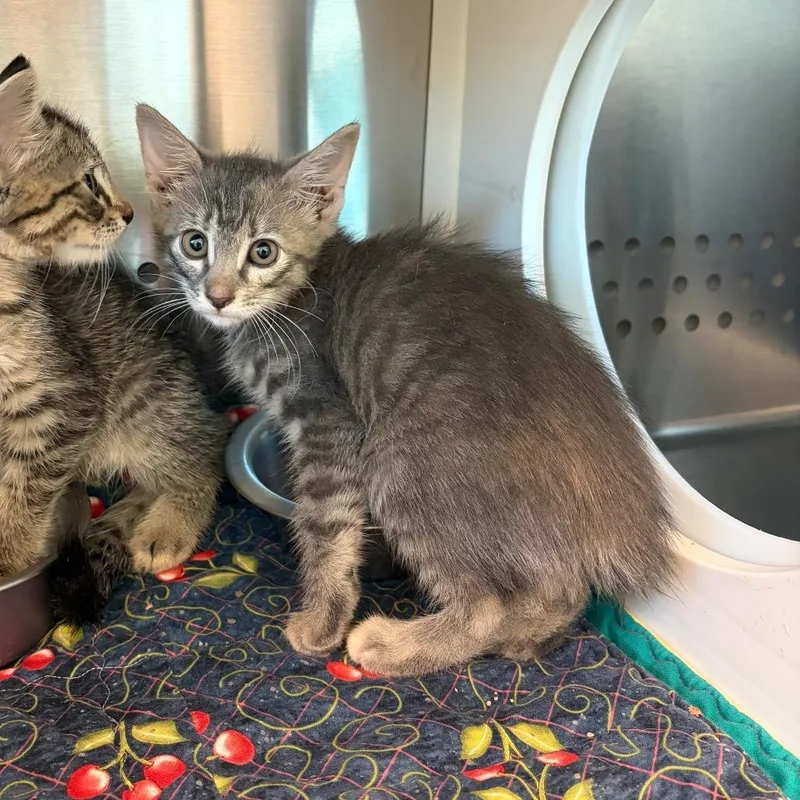 A baby small-sized female Domestic Short Hair cat named Baklava for adoption in Norman, OK