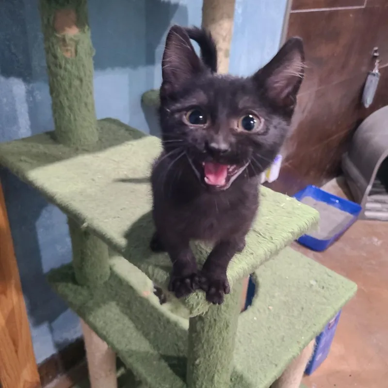 A baby small-sized male Black Domestic Short Hair cat named Meowzer for adoption in Layton, UT