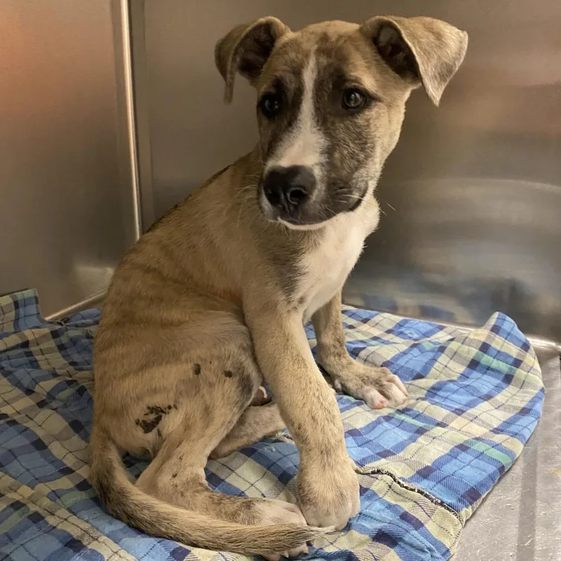 A baby medium-sized male Apricot / Beige Shepherd dog named WAGSStray for adoption in Westminster, CA