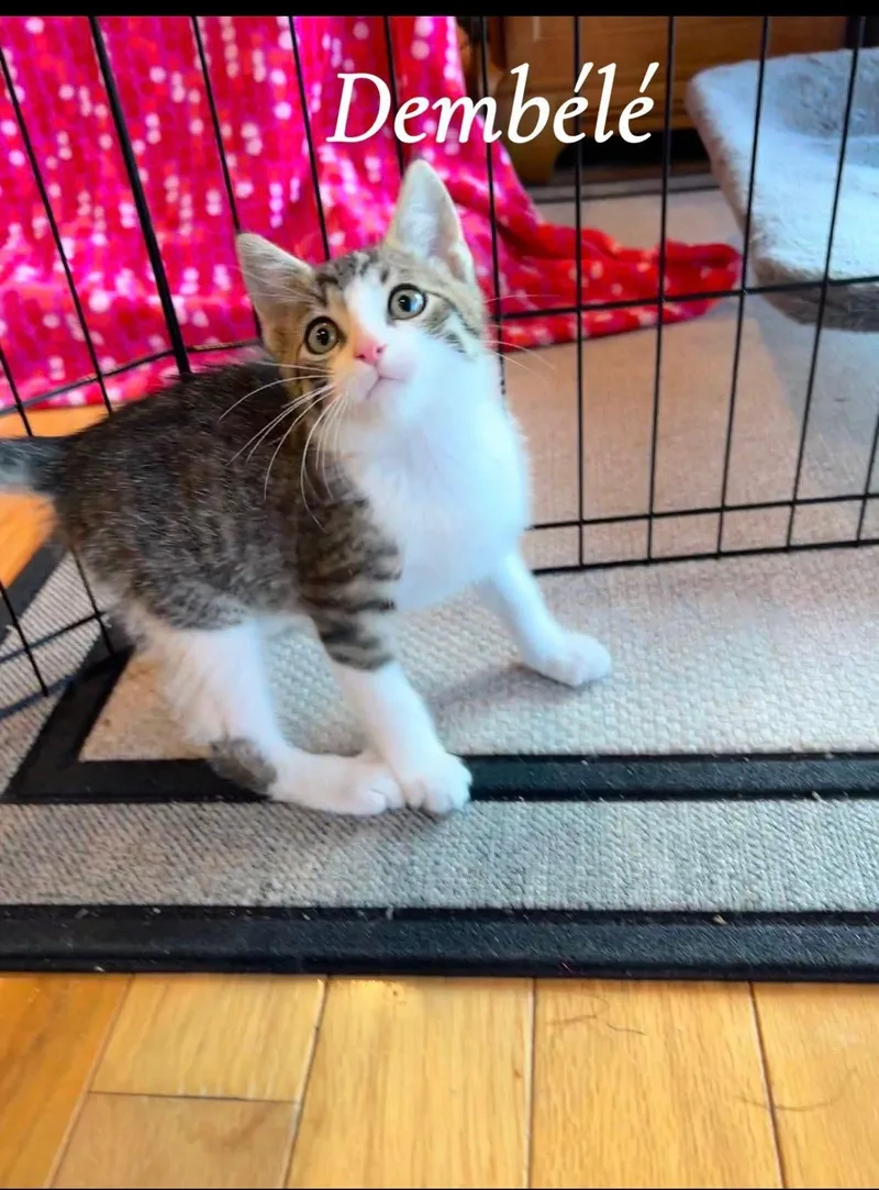 A baby medium-sized male Domestic Short Hair cat named Dembele for adoption in Saginaw, MI