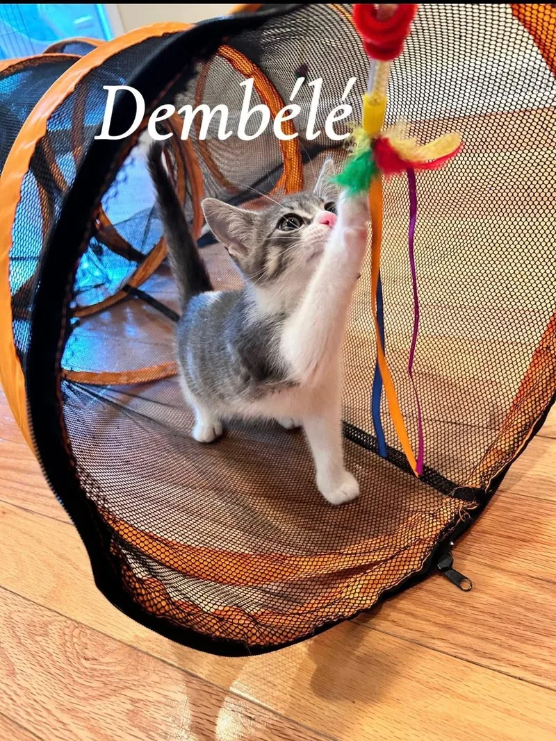 Dembele thumbnail 2