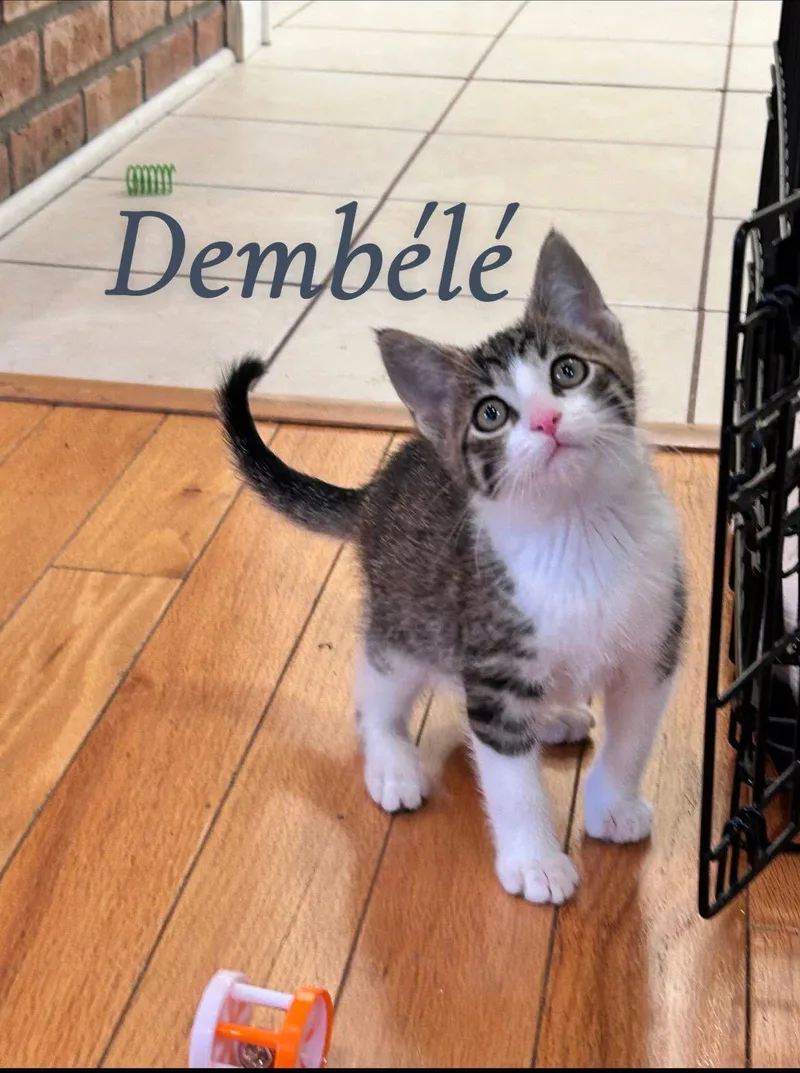 Dembele thumbnail 3