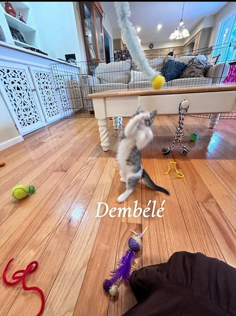 Dembele thumbnail 4