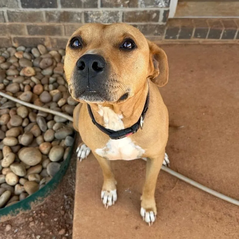 An adult large-sized male Yellow / Tan / Blond / Fawn American Bulldog dog named Roscoe for adoption in Columbus, GA